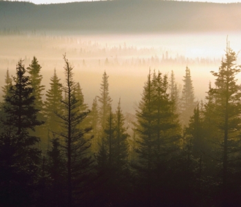 How climate change affects the boreal forest